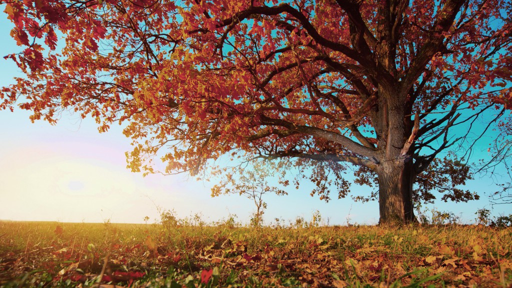 bigstock-Big-autumn-oak-with-red-leaves-24591761klein und dunkler